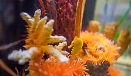 The Seahorse A Little Girl Saved Accidentally Thinking It Was Potato Chips!