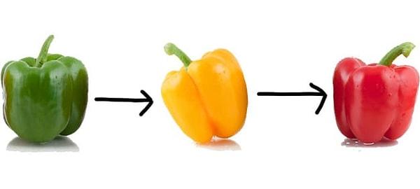 Bu sebzelerin hepsi aslında aynı şey! Sadece farklı kimyasal gelişim aşamalarında toplanıyorlar.