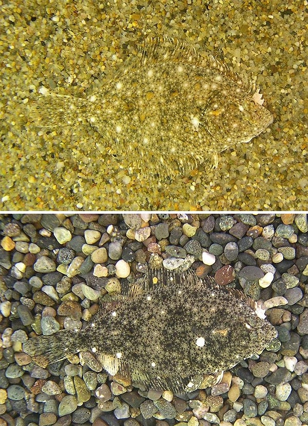 13. Двухцветная камбала