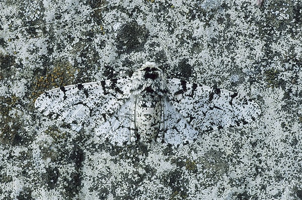 29. Берёзовая пяденица