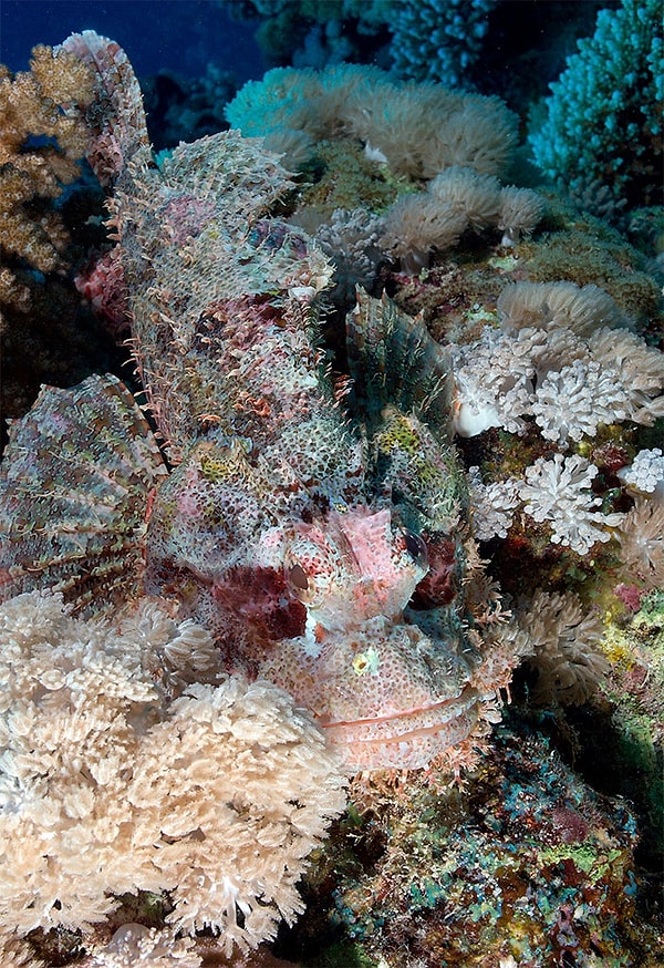 32. Лучеперая рыба скорпенодес