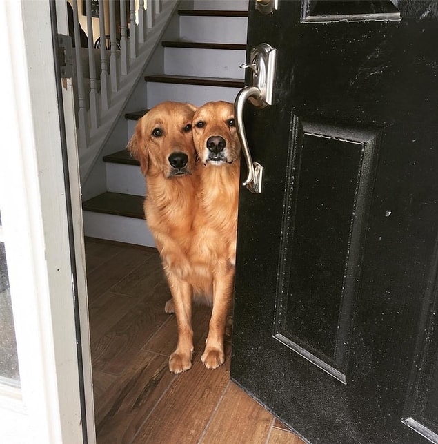 2. İki başlı köpek.