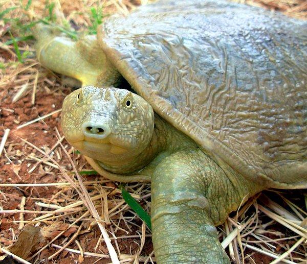 6. Fırat Kaplumbağası