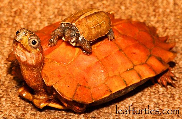 7. Black-breasted Leaf Turtle