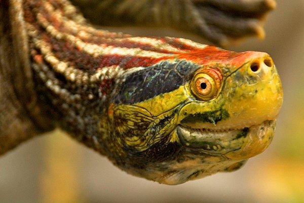17. Red-crowned Roofed Turtle