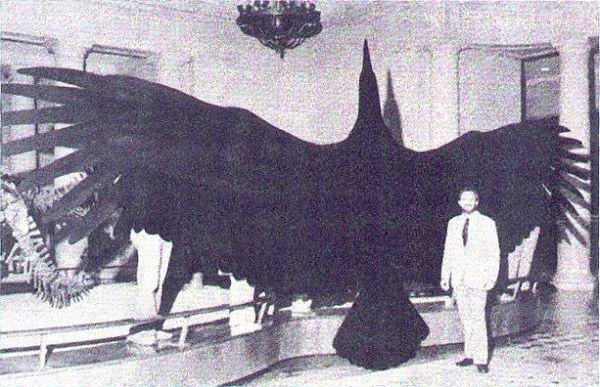 4. The largest bird in the world