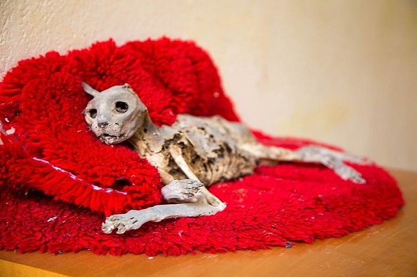 8. В домах бросали бытовые приборы. Остались даже домашние животные. Их мумифицированные скелеты до сих пор лежат там.