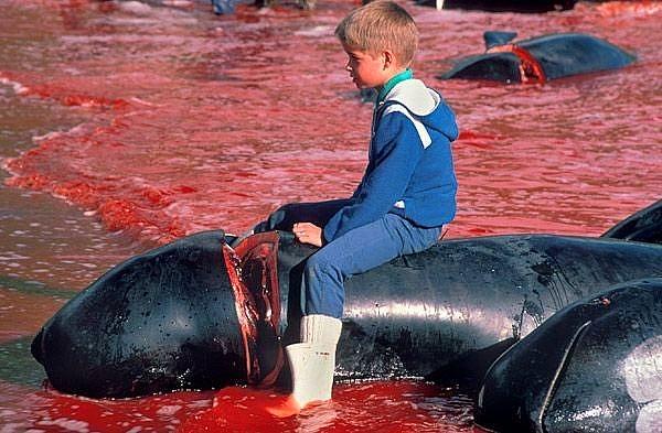 "Faroe Adaları'ndaki balina katliamları..."