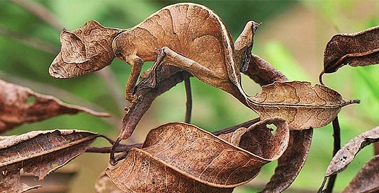 А вы их видите? 40 шокирующих фото о том, как животные умеют маскироваться