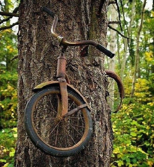 6. Велосипед, вросший в дерево