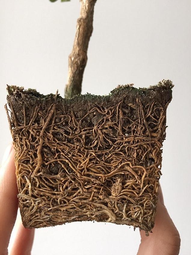 13. The roots of a 3 year old bonsai tree.