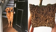 24 Mildly Interesting Things That You Will Stare At For Hours