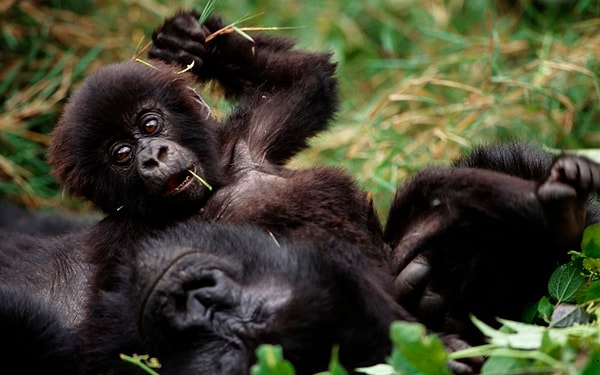 7. А насколько здесь богатая фауна!