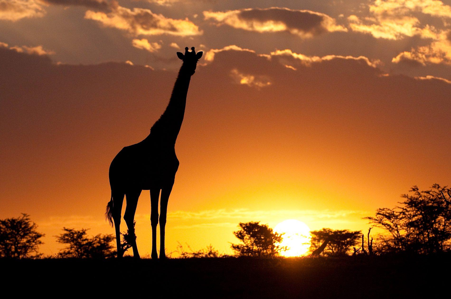 Национальный парк Масаи Мара Кения закат