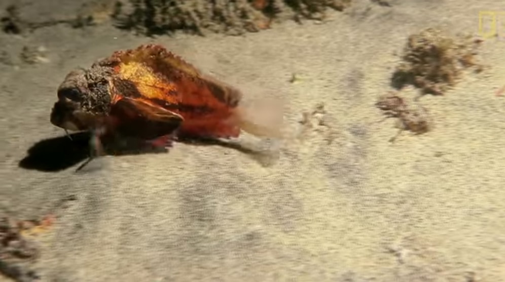 Endonezya'da Görüntülenen 'Yürüyen Balık'