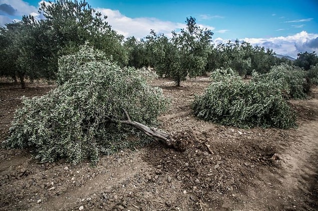 Zeytin üreticileri, tasarı eğer maden ve sanayi tesislerini içermezse bunun zeytinliklerin ölüm fermanı olacağını söyledi.