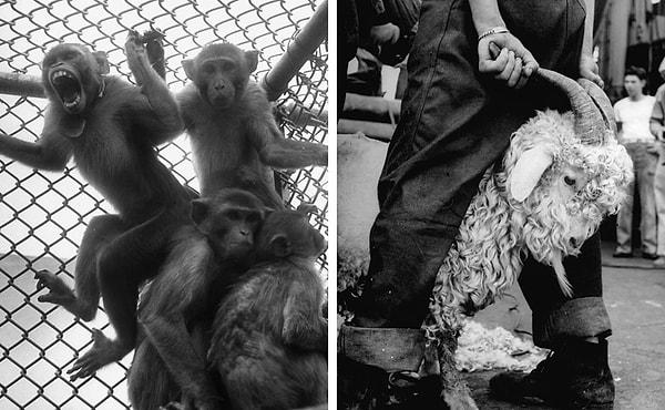 4. Solda: 1946 yılı Bikini atom bombasının testinde denek olarak kullanılan maymunlar.