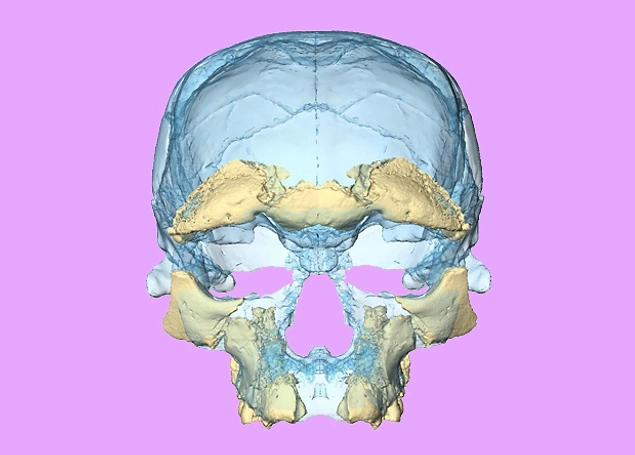 Обнаруженные в Марокко фрагменты — части черепа, нижняя челюсть, часть верхней челюсти, шесть зубов и несколько костей конечностей — принадлежали троим взрослым, подростку и ребенку