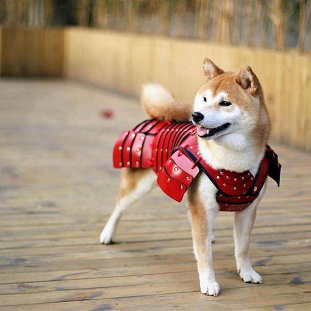 Samurai Age isimli bu Japon firması kedi ve köpek dostlarını asla yanından ayrılmayan, koruyucu birer savaşçı olarak görenler için süper bir ürün tasarladı.