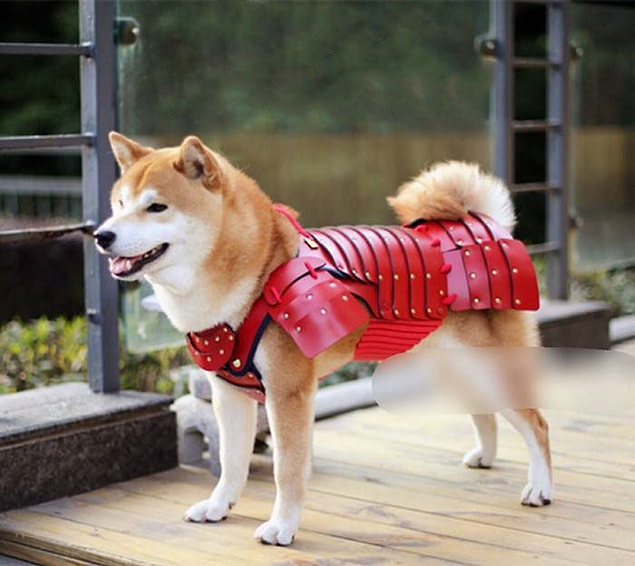 Köpekler için bişey diyemeyiz ama...