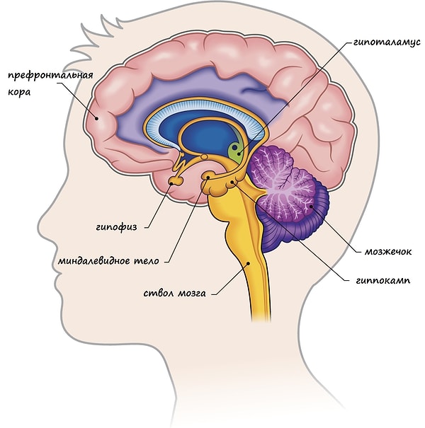 1. Три важные части мозга
