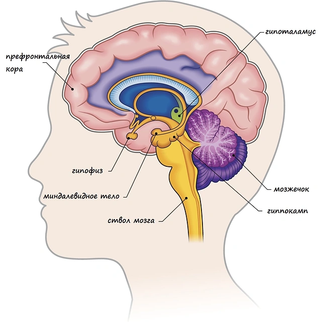 Гипоталамус что это. Гипоталамус таламус гиппокамп. Гиппокамп гипофиз гипоталамус. Строение мозга Амигдала. Миндалина гиппокамп и гипоталамус.