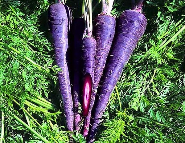 5. Изначально морковь была... фиолетовой!