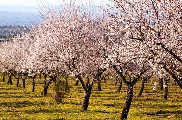 6. Миндаль - это вовсе не орехи, а семена миндального дерева.
