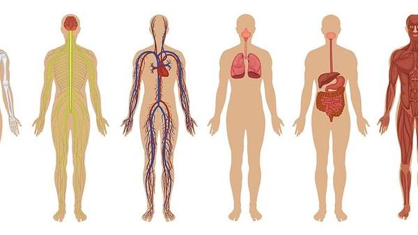 Yetişkin bir insanın vücut yüzeyi yaklaşık 1,8 - 2 m²