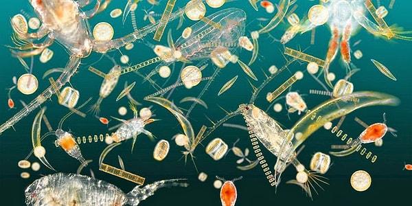 Normal şartlarda sadece mikroskobik ortamlarda görülebilen planktonların boyutu gözle görülemeyecek kadar küçüktür.
