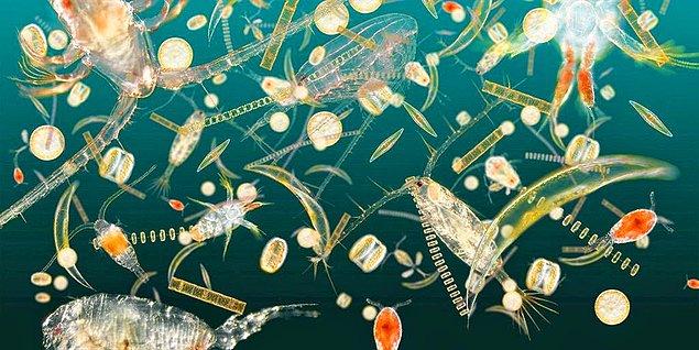 Normal şartlarda sadece mikroskobik ortamlarda görülebilen planktonların boyutu gözle görülemeyecek kadar küçüktür.