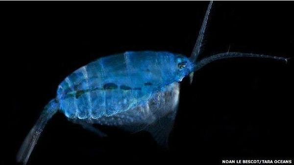 Plankton, yaşamının tümü su içinde geçen canlılara verilen addır ve Yunancadan gelir..