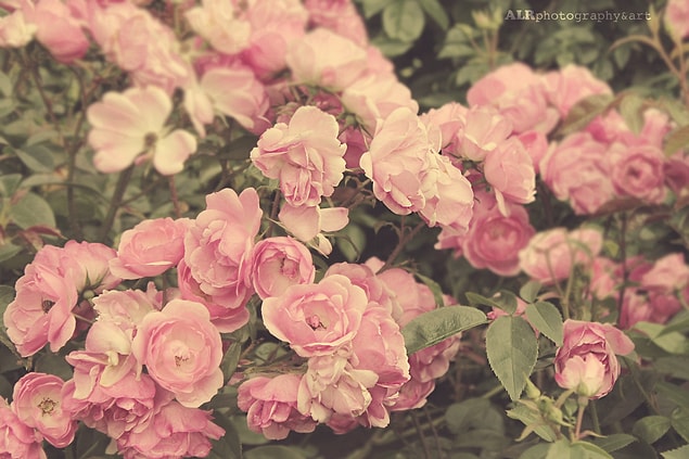 Pembe