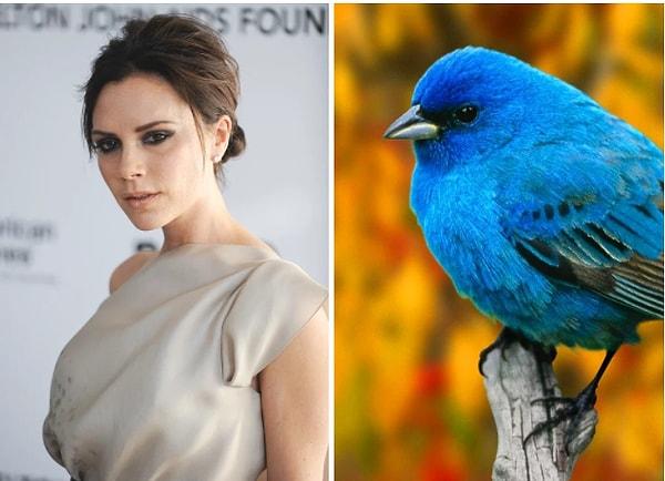 13. Biraz hızlı bir giriş yapalım: Victoria Beckham'ın güzelliğini kuş bokundan aldığını biliyor muydunuz?