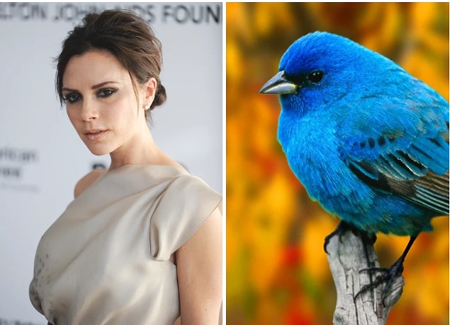 13. Biraz hızlı bir giriş yapalım: Victoria Beckham'ın güzelliğini kuş bokundan aldığını biliyor muydunuz?