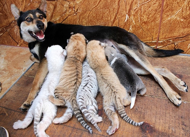 3. Çin'in Şandong bölgesinde bulunan Xixiakou Vahşi Hayvan Koruma bölgesinde bir köpek 4 kaplan yavrusu ve 1 köpek yavrusunu emziriyor, 14 Haziran.