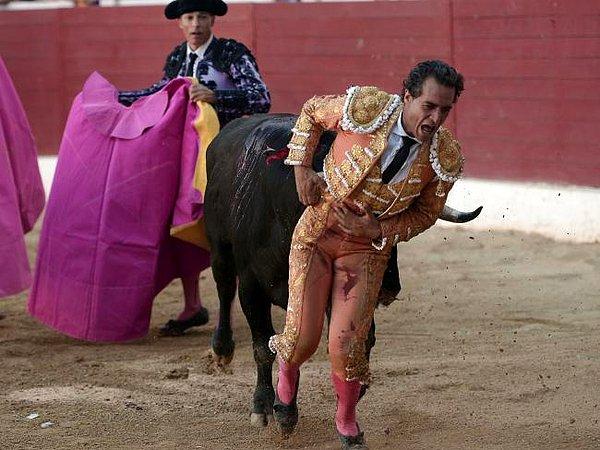 Ayağı pelerinine takılan matador yere düştü ve o anda kızgın boğanın boynuz darbelerini aldı.