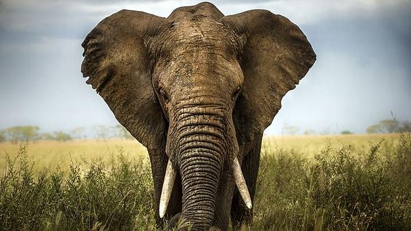 8. Afrika, yaşayan en büyük kara canlısına ev sahipliği yapıyor. Afrika fili adı verilen hayvanın ağırlığı 7 ton. Ve günde 160 litre su içiyor.
