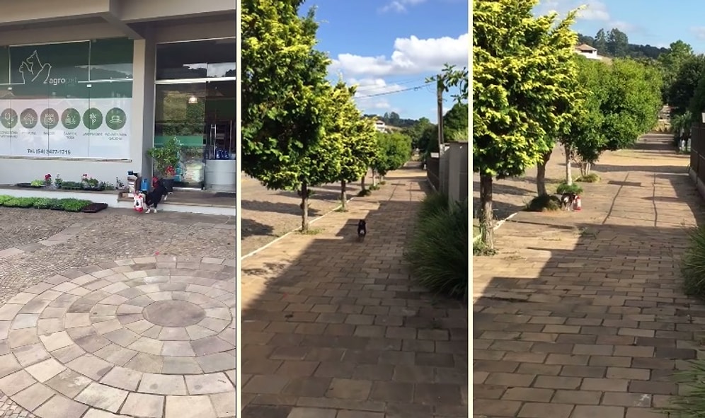 Market Alışverişini Kendisi Yapan Zeka Küpü Köpek