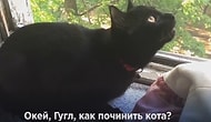 Котики, познавшие дзен