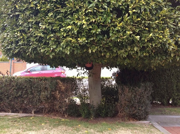 2. Неудивительно, что все хотят познакомиться с этим веселым парнем.