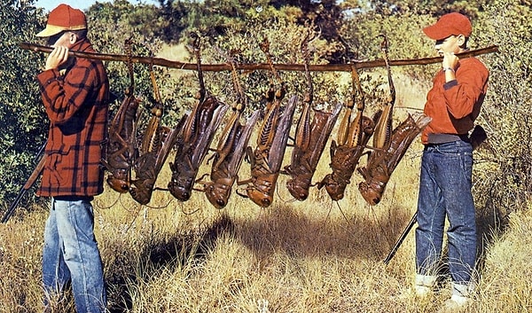 4. Гигантские кузнечики