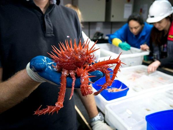 Neyse... Avustralya sularındaki şaşırtıcı canlılardan bir diğeri de dikenli yengeç: