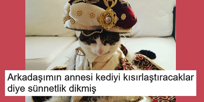 Evlerimizin Ballı Lokmaları Tatlılık Abidesi Kedilerle İlgili Yapılmış 15 Komik Paylaşım