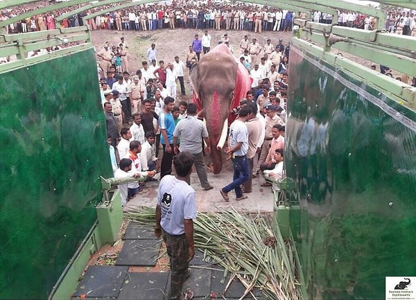 4. Однако сделать это оказалось не так-то просто. Против спасения слона были как его хозяин, так и местные жители