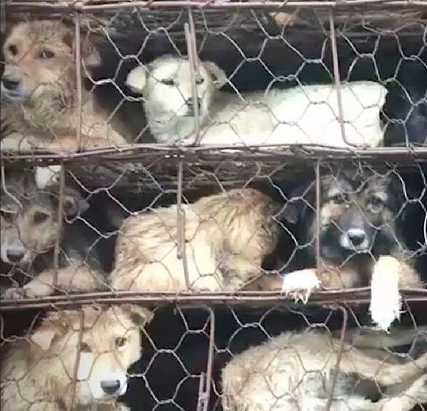 2. К счастью, храбрые местные ребята и защитники животных подоспели вовремя