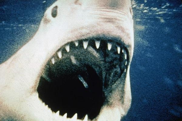 1. 1974 yılında Jaws filminin setinde, dev mekanik köpekbalığı çekimlere hazırlanıyor.