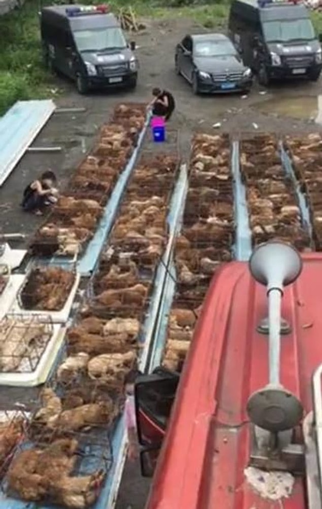 Köpekler en yakın sağlık merkezine götürüldü ve burada muayene edildi. Kurtarıcılar hepsine veteriner servisi sağladı.