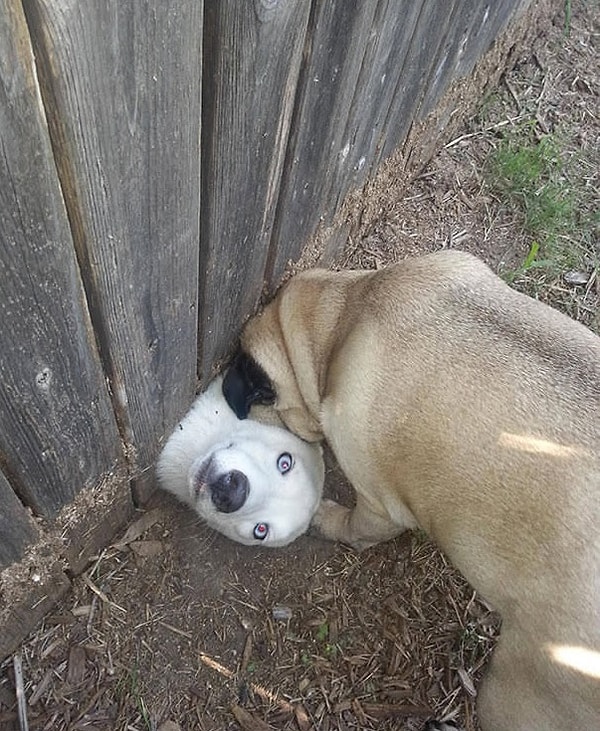 3. «Соседи завели собаку. Кажется, ей очень нравится мой мопс»