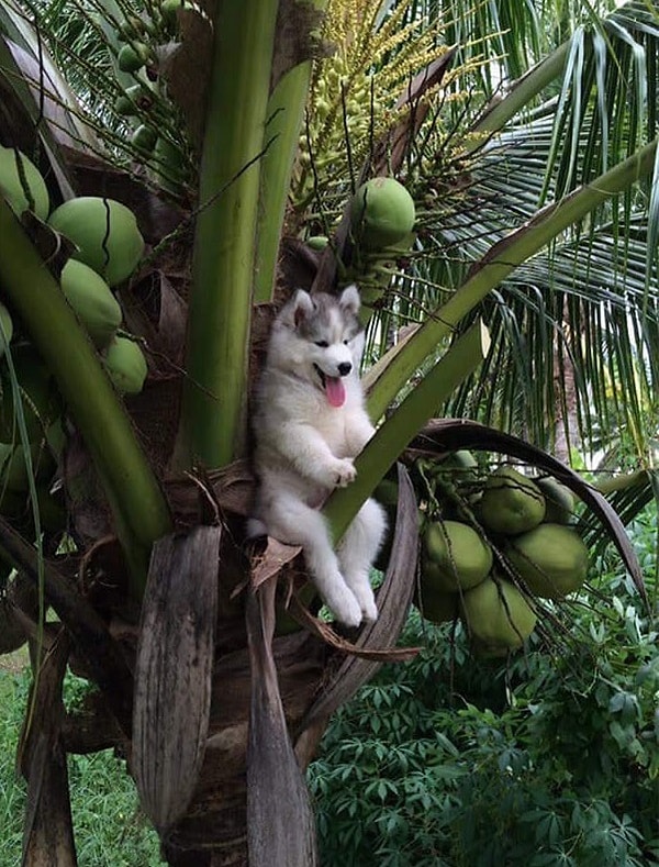 6. Хаски застрял на пальме. Как он умудрился это сделать?